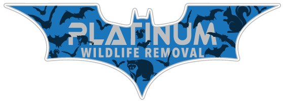Dowagiac Bat Removal